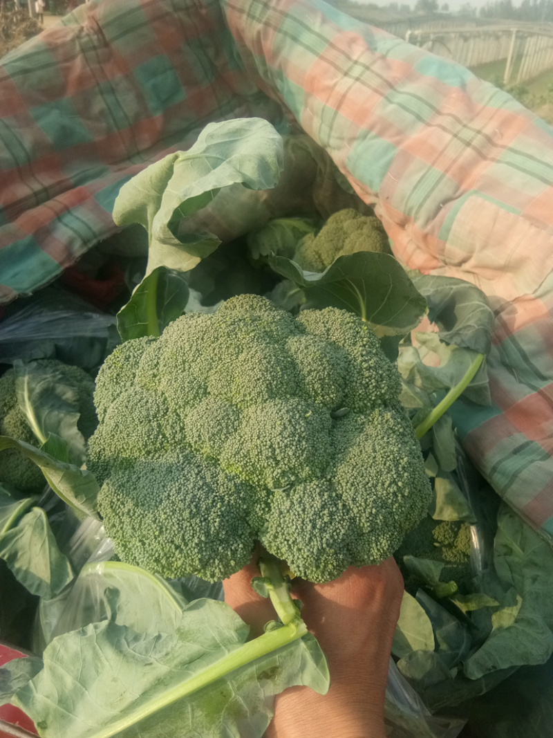 优质小米西兰花基地直发品质保证