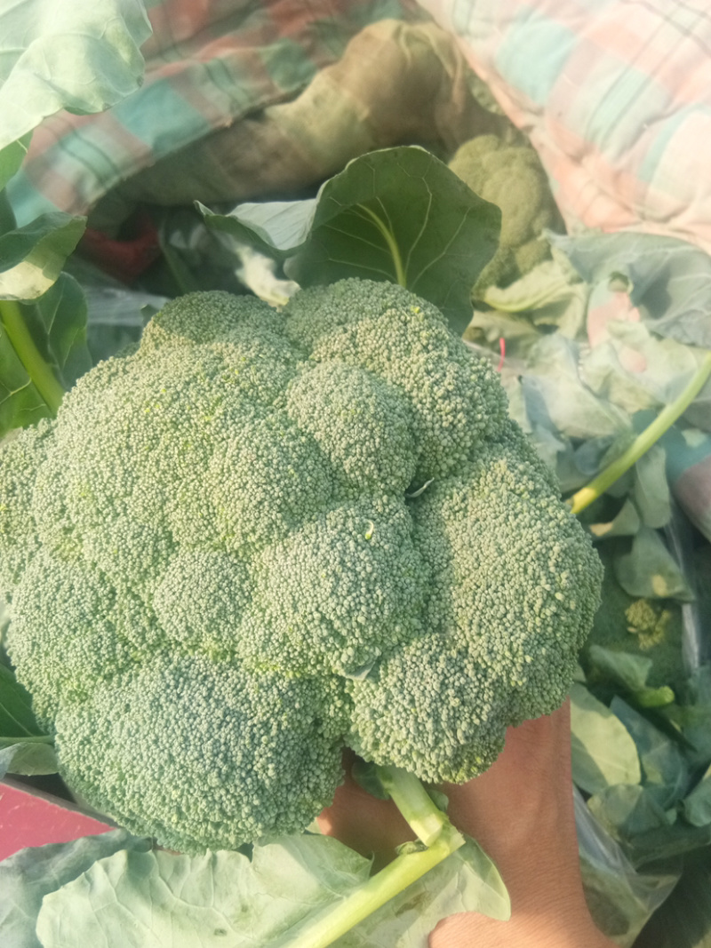 优质小米西兰花基地直发品质保证