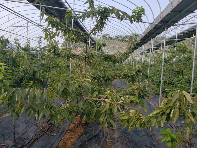 温室大棚中的樱桃树