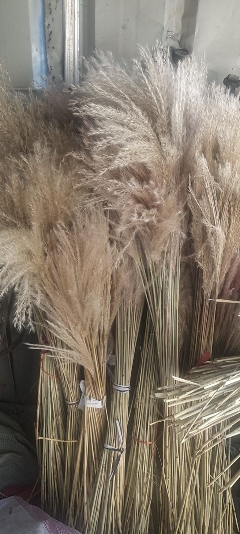 芦苇干花批发七彩芦苇