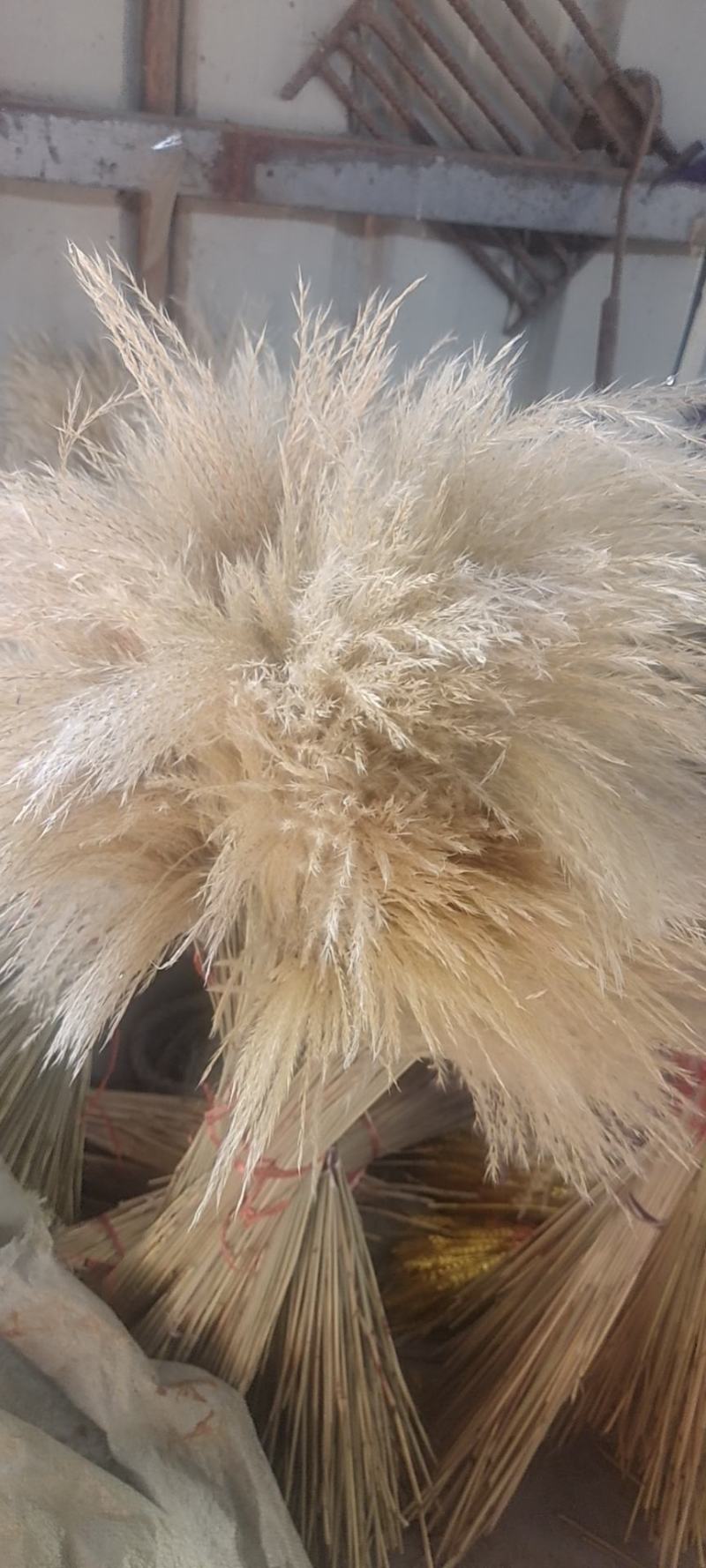 芦苇干花批发七彩芦苇