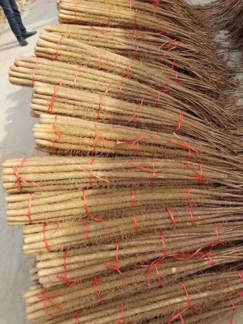 大荔山药开始大量上市