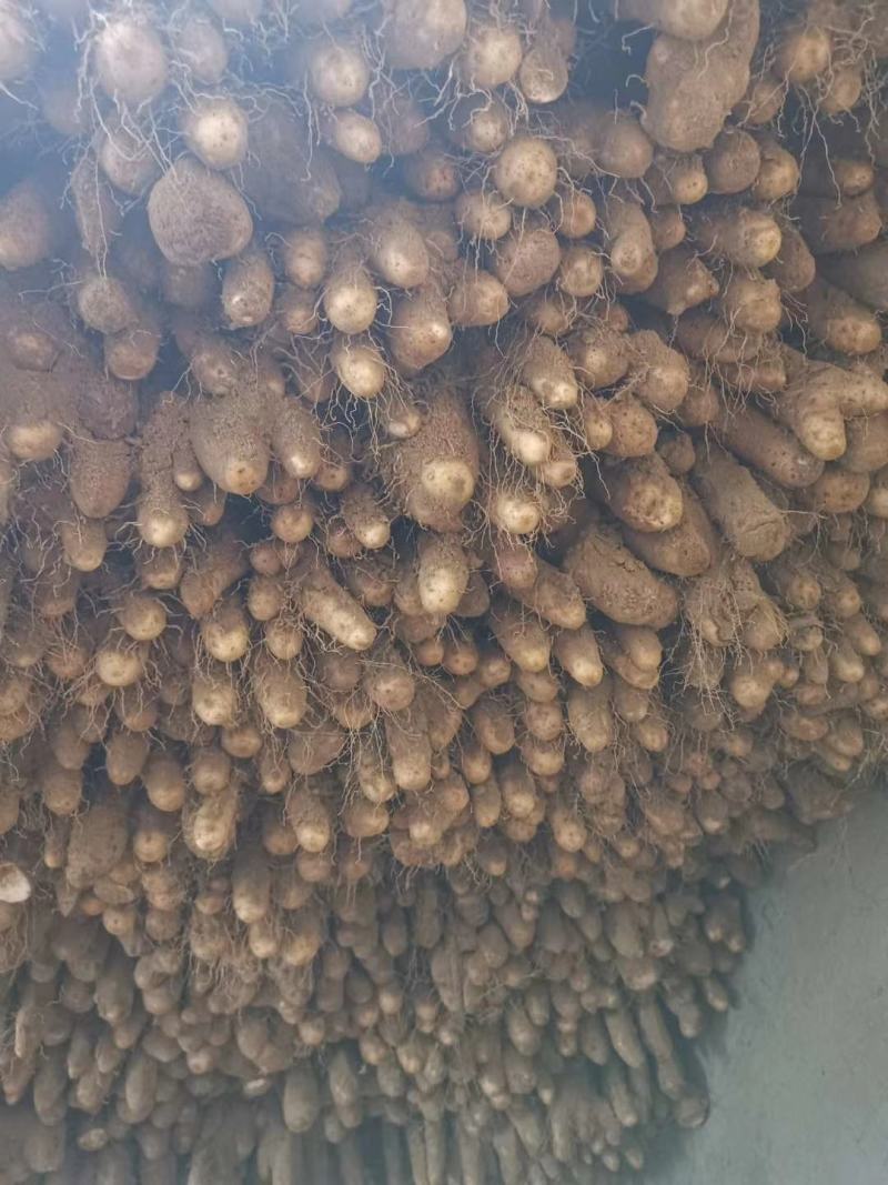 大荔山药开始大量上市