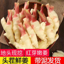 姜红牙嫩姜山东寿光3-5斤姜一件代发包邮