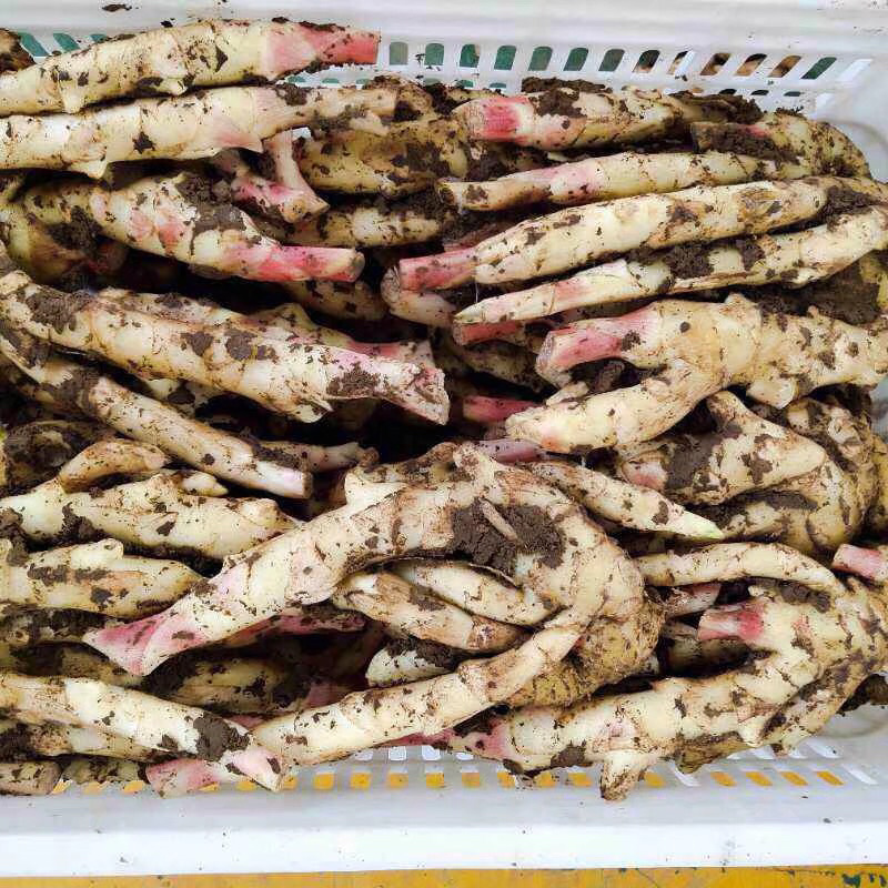 姜红牙嫩姜山东寿光3-5斤姜一件代发包邮
