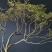 映山红红花，精品全冠