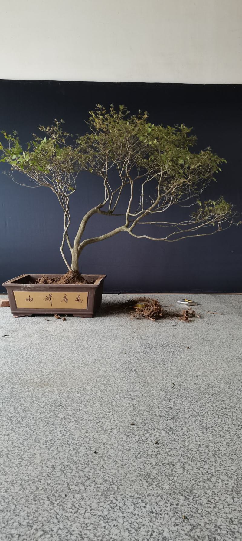 映山红红花，精品全冠