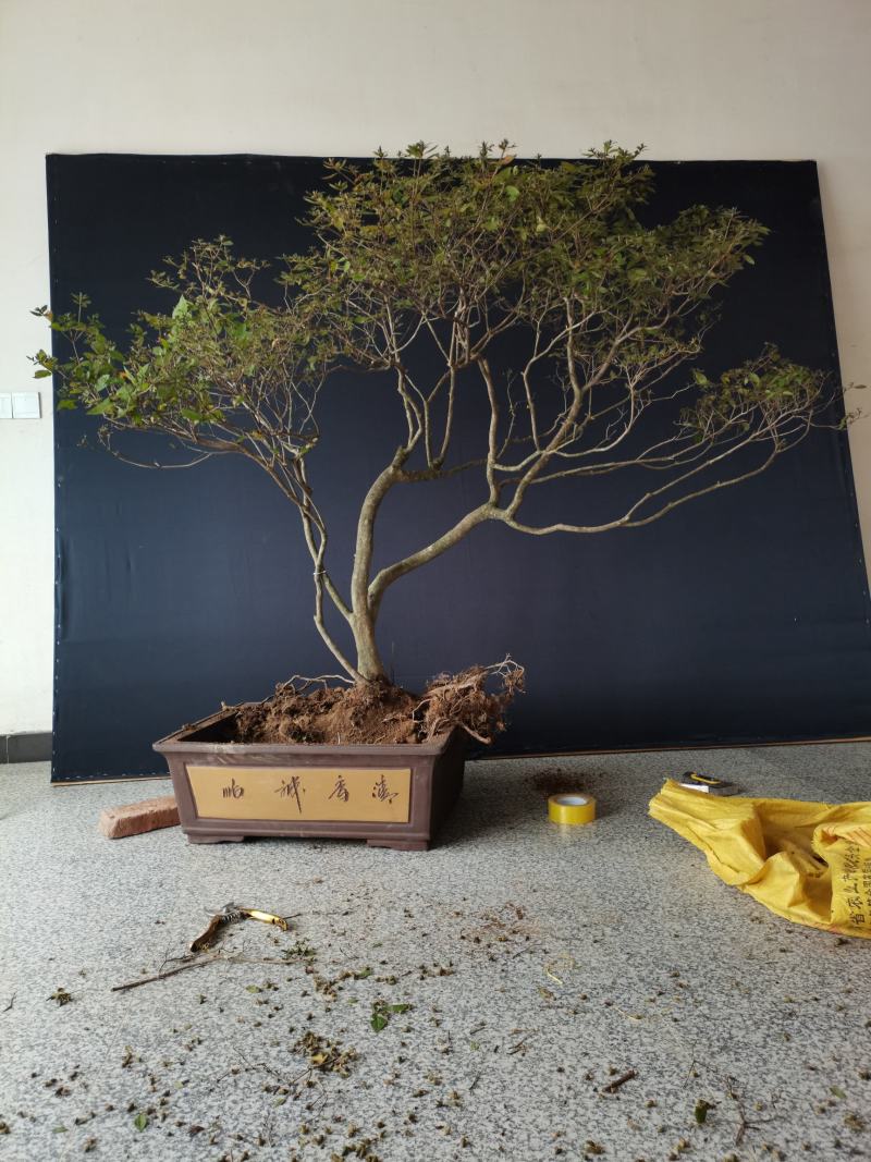 映山红红花，精品全冠
