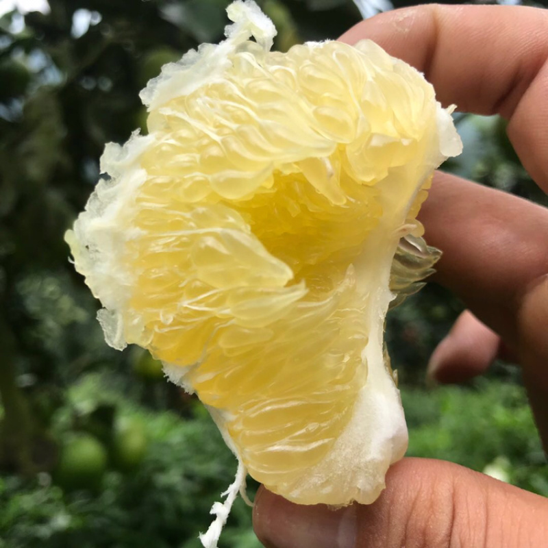 台湾品种，爆汁款，平和种植葡萄柚青甜可口