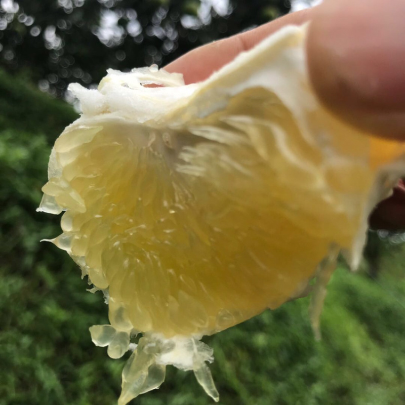 台湾品种，爆汁款，平和种植葡萄柚青甜可口