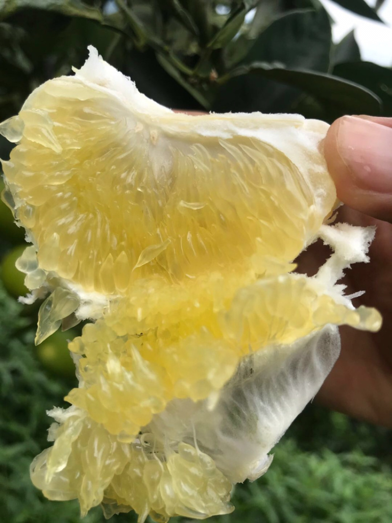 台湾品种，爆汁款，平和种植葡萄柚青甜可口