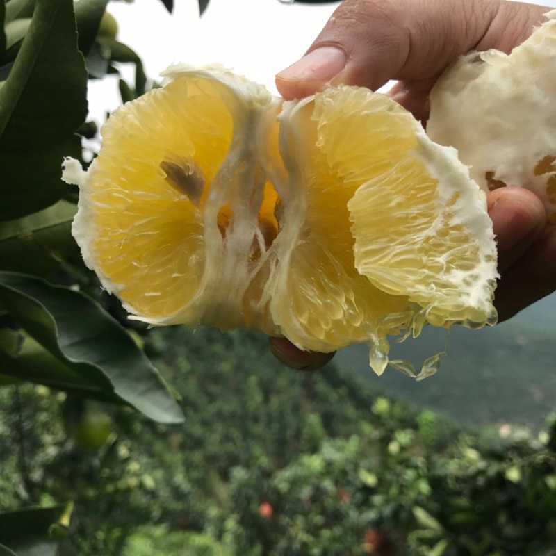 台湾品种，爆汁款，平和种植葡萄柚青甜可口