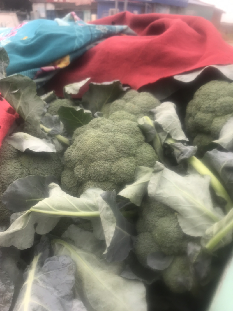 优质小米西兰花基地直发品质保证