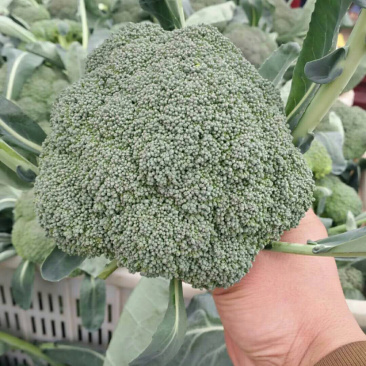 优质小米西兰花基地直发品质保证
