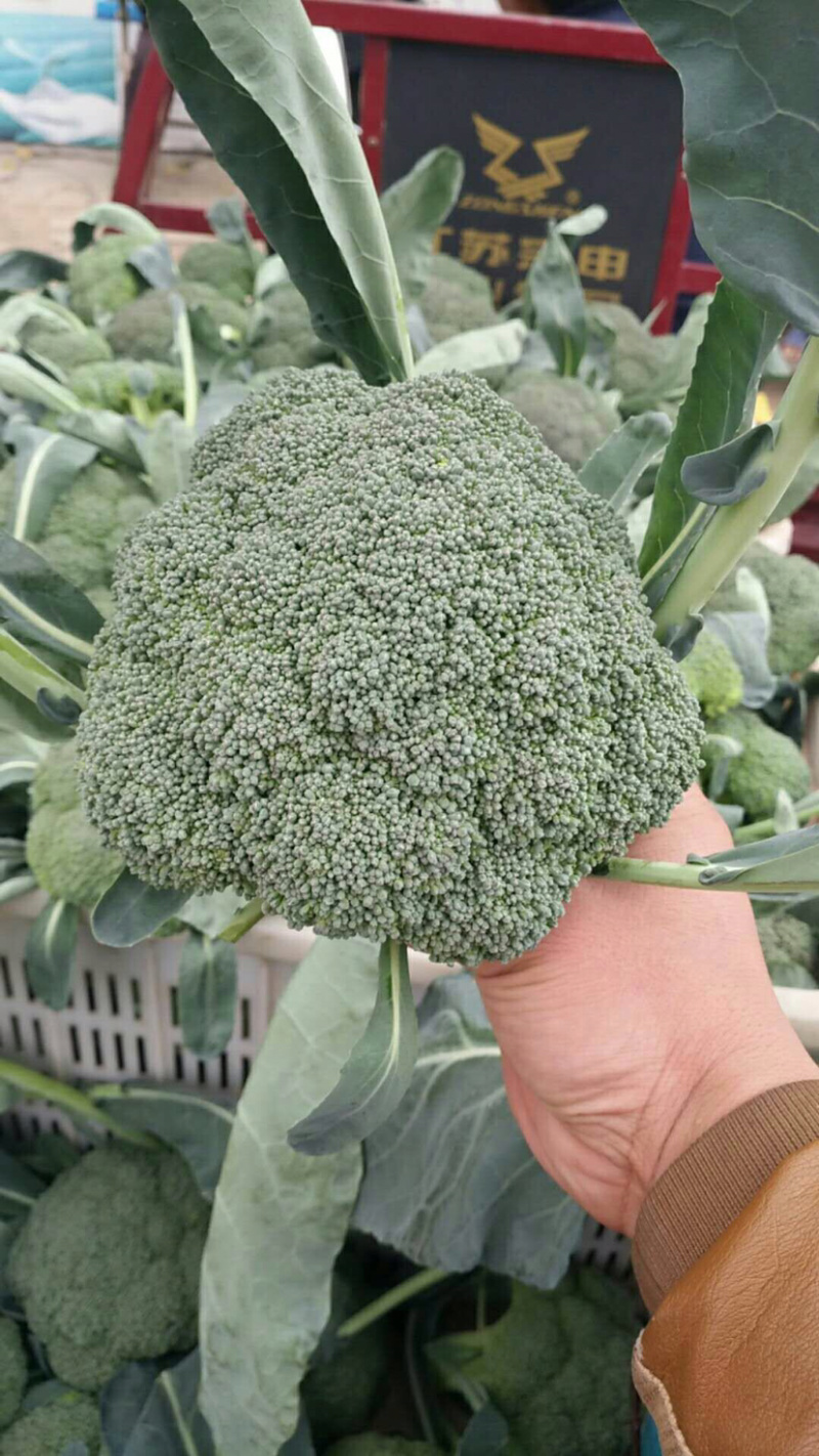优质小米西兰花基地直发品质保证