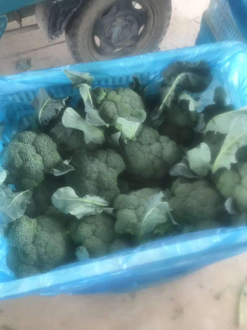 优质小米西兰花基地直发品质保证