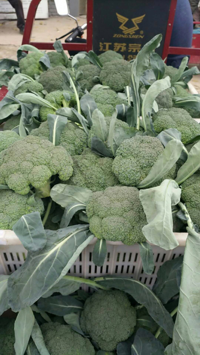优质小米西兰花基地直发品质保证
