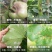 美国富美实扑海因异菌脲番茄灰霉病早疫病农药杀菌剂