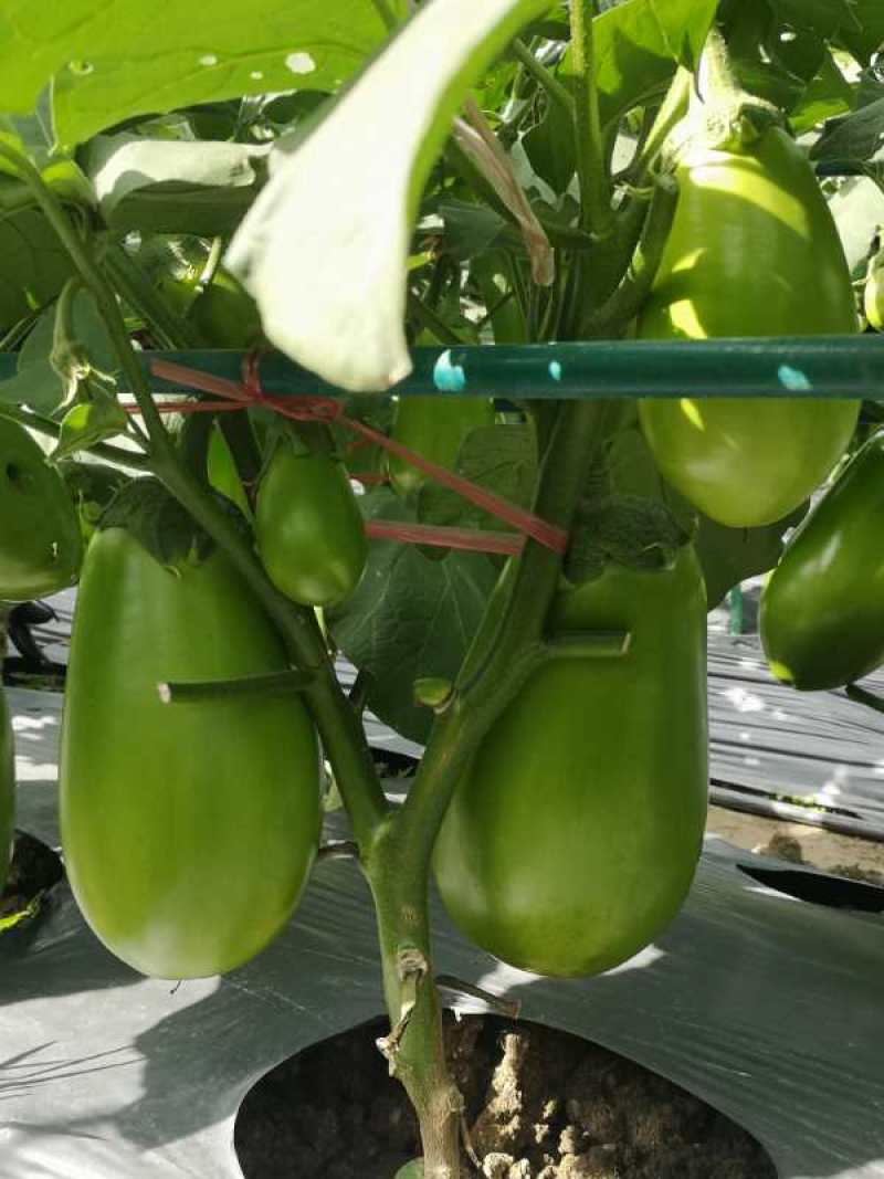 青茄种子高产北斗星茄王亩产2万斤以上夏秋专用品种种子