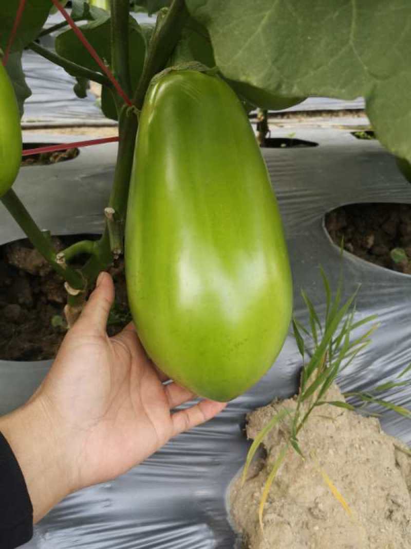 青茄种子高产北斗星茄王亩产2万斤以上夏秋专用品种种子