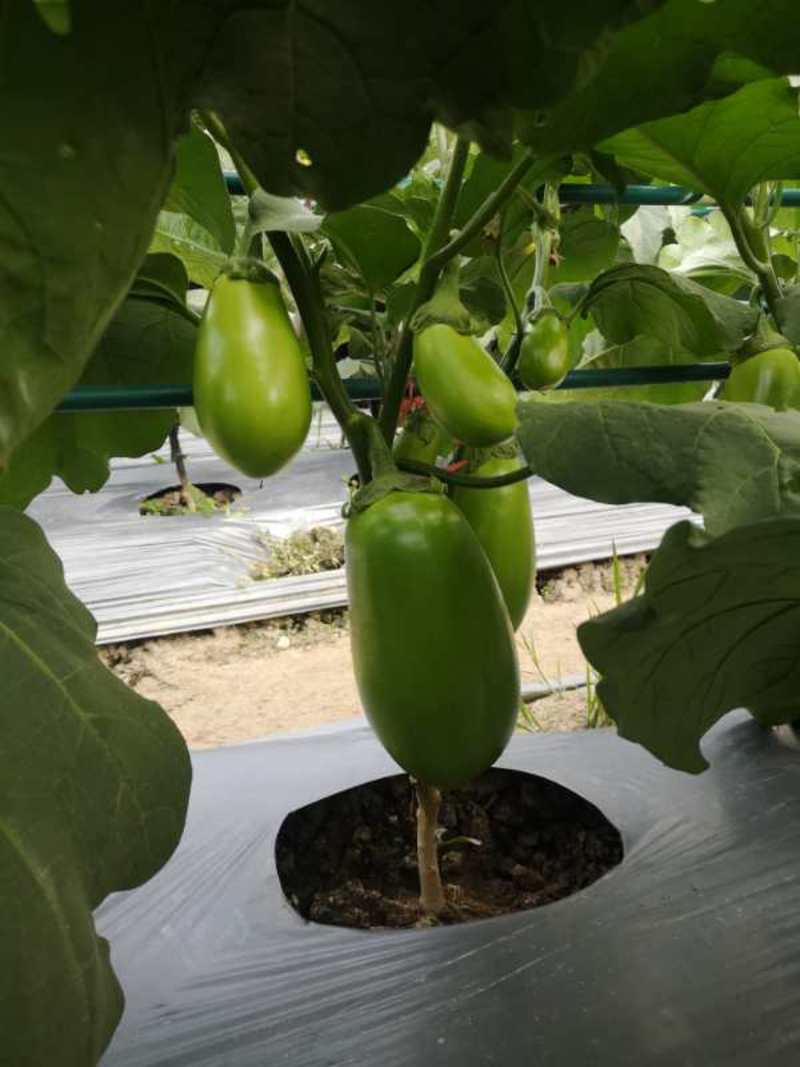 青茄种子高产北斗星茄王亩产2万斤以上夏秋专用品种种子
