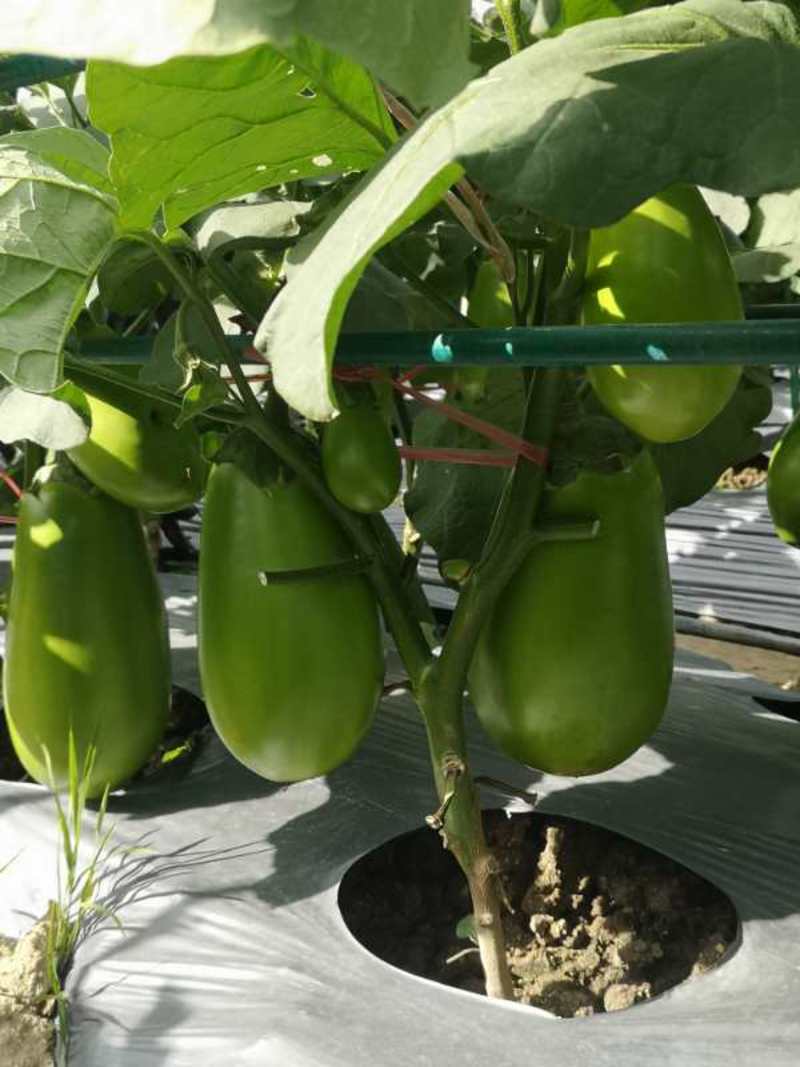 青茄种子高产北斗星茄王亩产2万斤以上夏秋专用品种种子