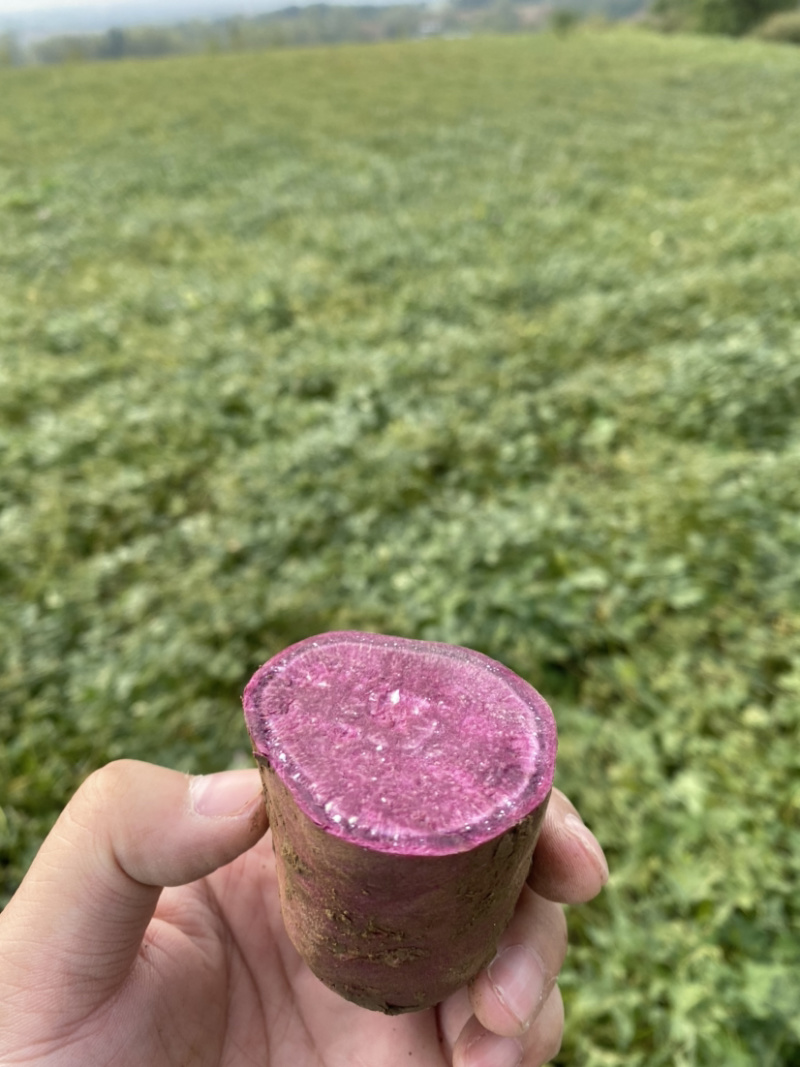 湖北紫薯正宗紫罗兰软糯香甜可走市场加工厂