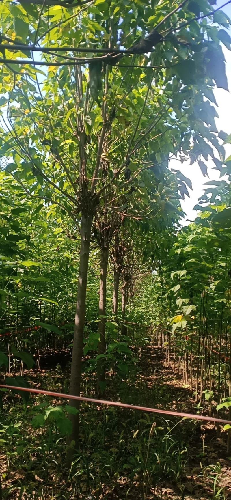 大量出售楸树，梓树，自己家树，价格便宜，诚信经营出售