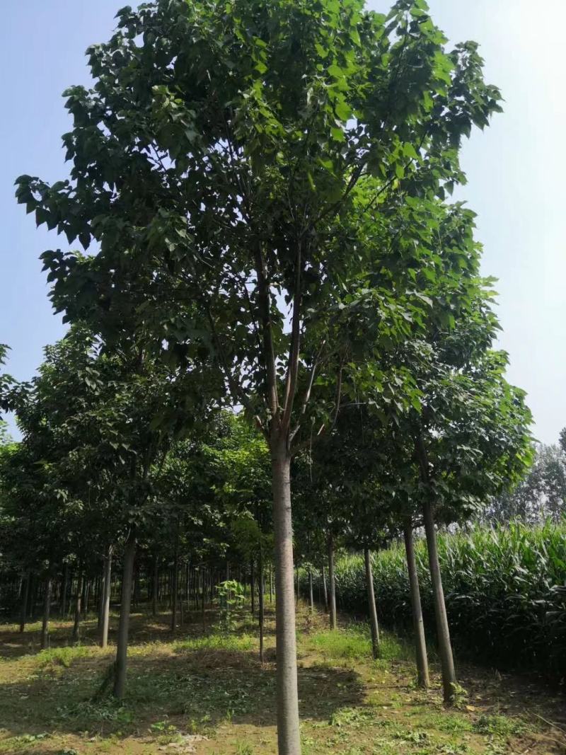 大量出售楸树，梓树，自己家树，价格便宜，诚信经营出售