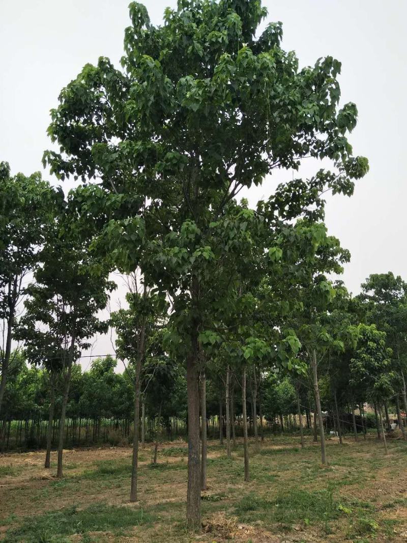 大量出售楸树，梓树，自己家树，价格便宜，诚信经营出售
