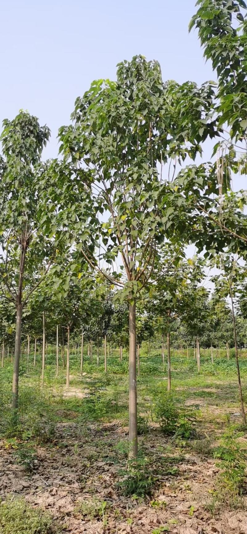 大量出售楸树，梓树，自己家树，价格便宜，诚信经营出售