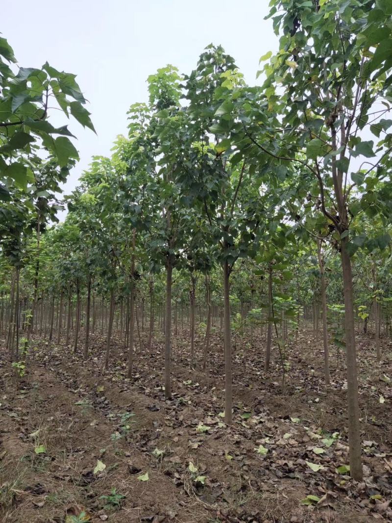 大量出售楸树，梓树，自己家树，价格便宜，诚信经营出售