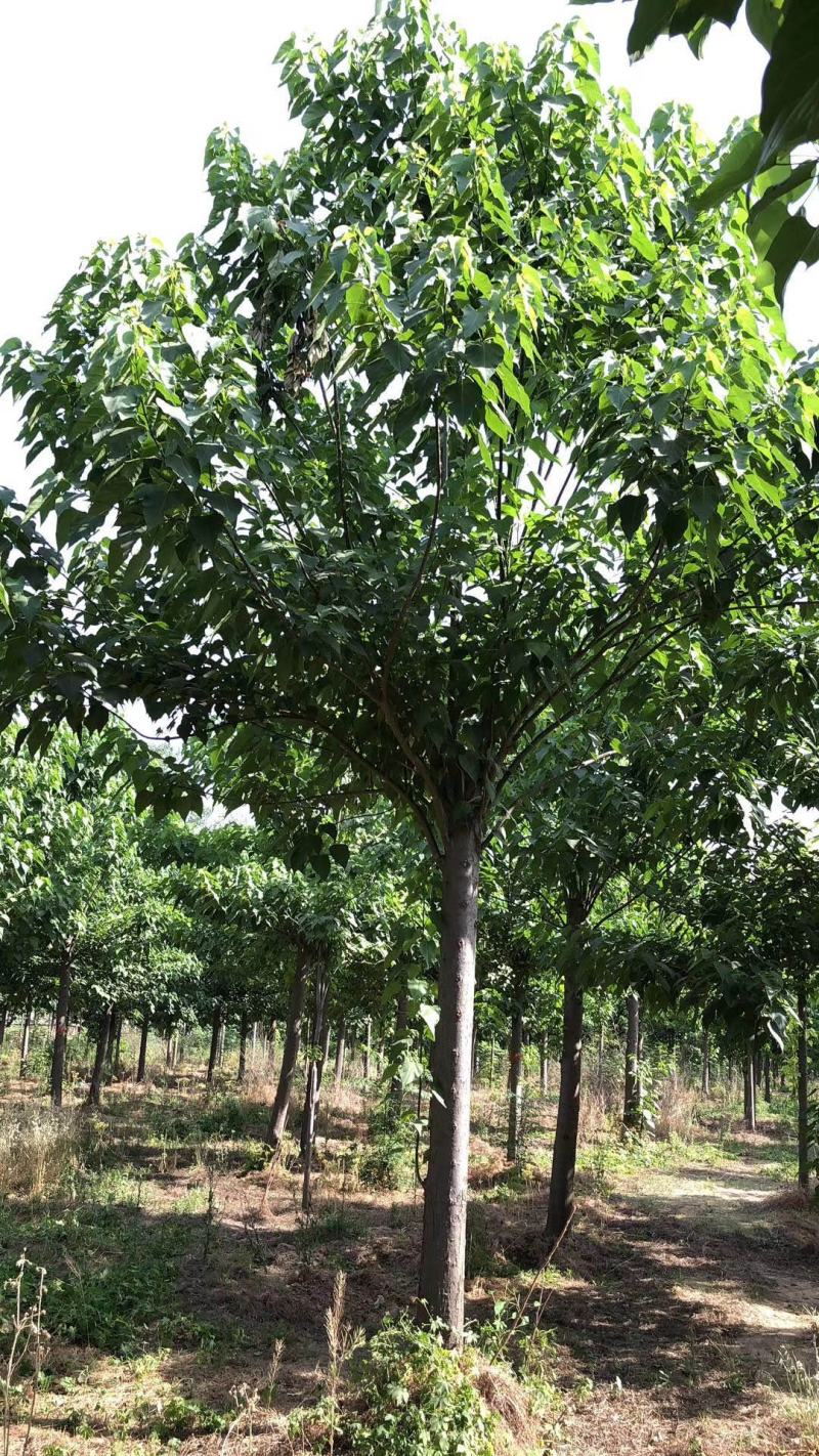 大量出售楸树，梓树，自己家树，价格便宜，诚信经营出售