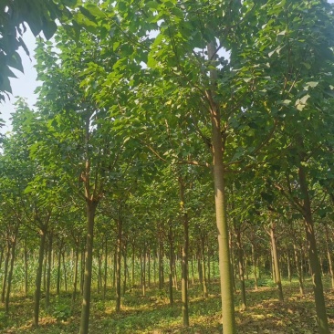 大量出售楸树，梓树，自己家树，价格便宜，诚信经营出售