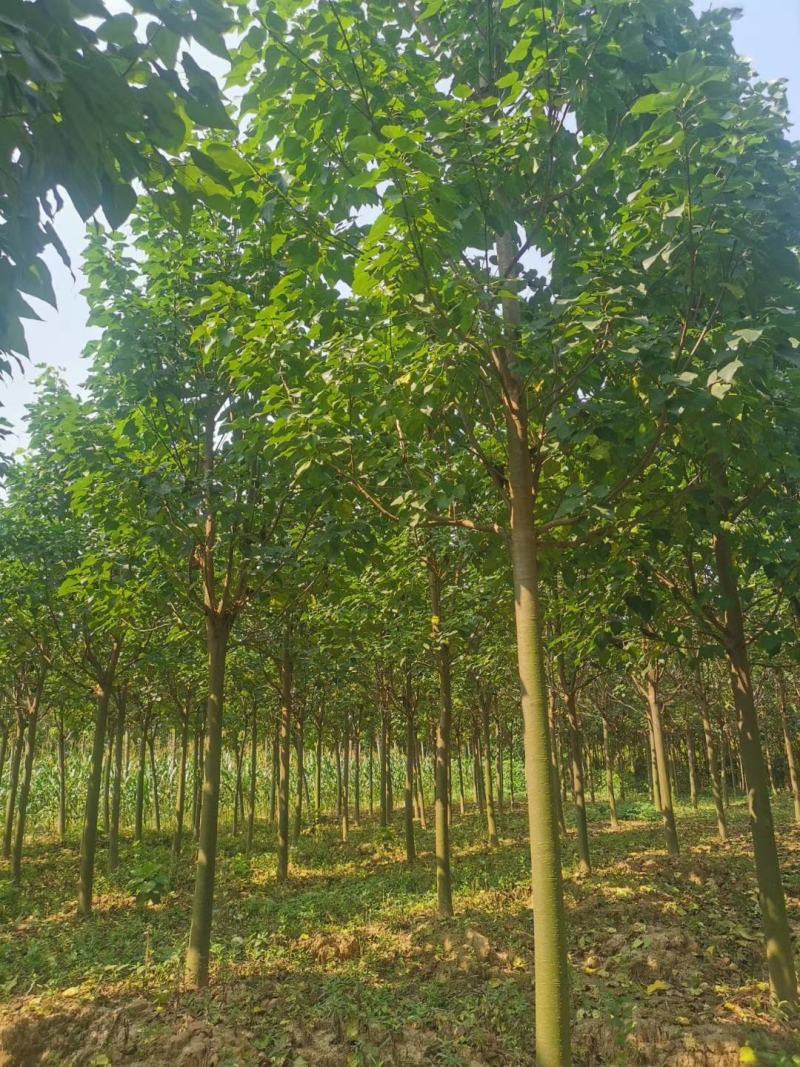 大量出售楸树，梓树，自己家树，价格便宜，诚信经营出售