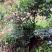 绿植盆景，八角树苗