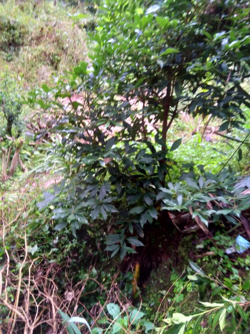 绿植盆景，八角树苗