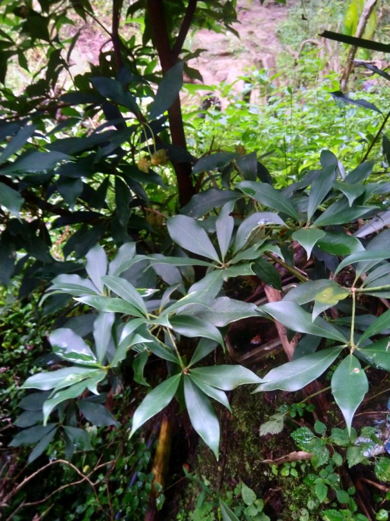 绿植盆景，八角树苗