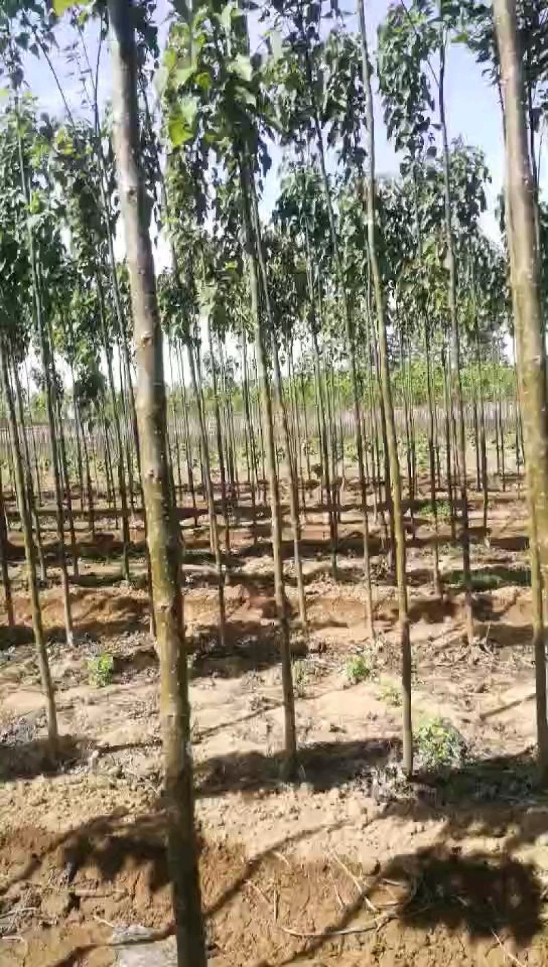 大量出售楸树苗大量出售楸树，梓树，自己家树，价格便宜，诚