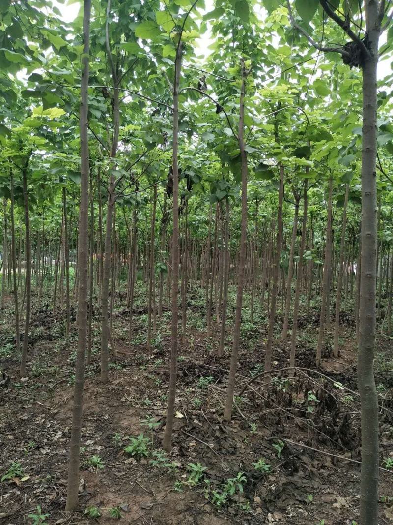 大量出售楸树苗大量出售楸树，梓树，自己家树，价格便宜，诚