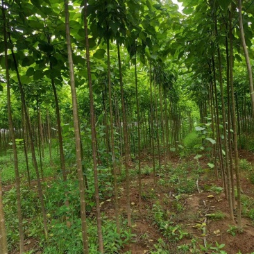 大量出售楸树苗大量出售楸树，梓树，自己家树，价格便宜，诚