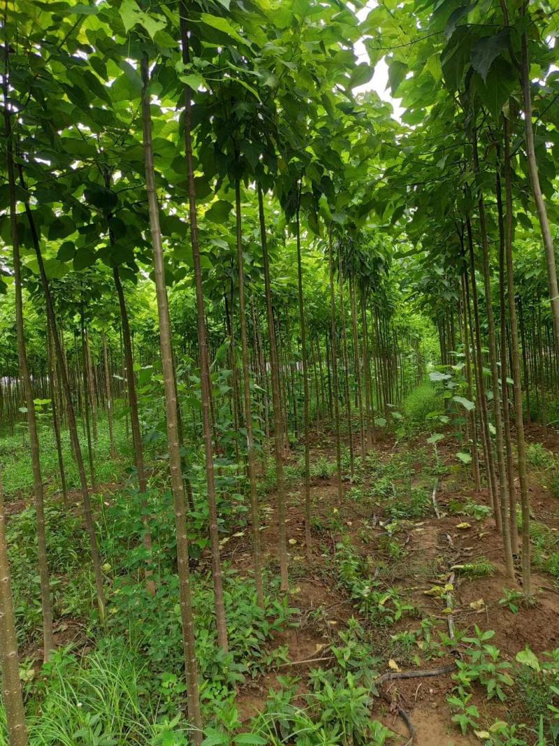 大量出售楸树苗大量出售楸树，梓树，自己家树，价格便宜，诚