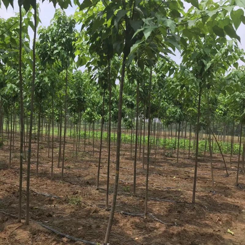 大量出售楸树苗大量出售楸树，梓树，自己家树，价格便宜，诚