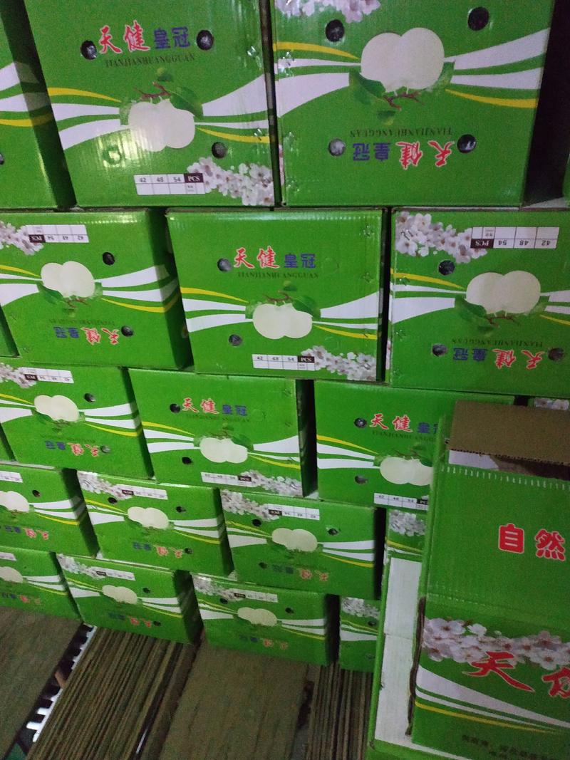 赵县黄冠梨开始下树了，脆甜可口大量出售对接各种市场