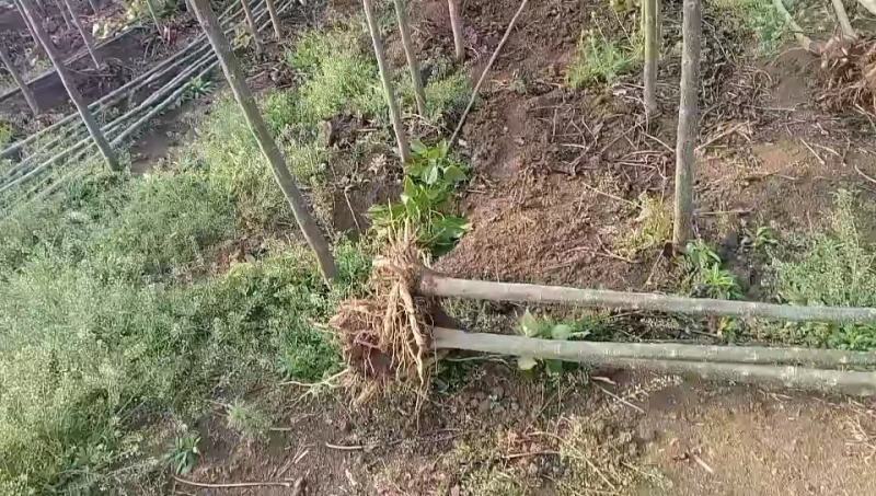 大量出售楸树，梓树，自己家树，价格便宜，诚信经营出售