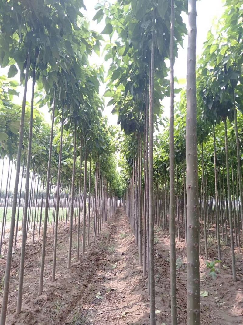 大量出售楸树，梓树，自己家树，价格便宜，诚信经营出售