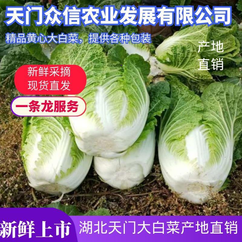 精品白菜大量上市中，货源充足，产地直供，代办全国各地