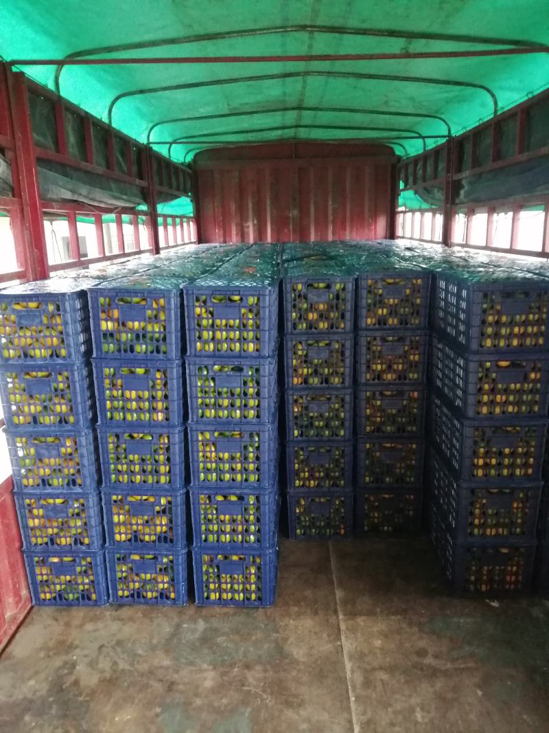 蜜桔，湖南柑桔，国庆一号蜜桔，湖南蜜桔普早国庆一号