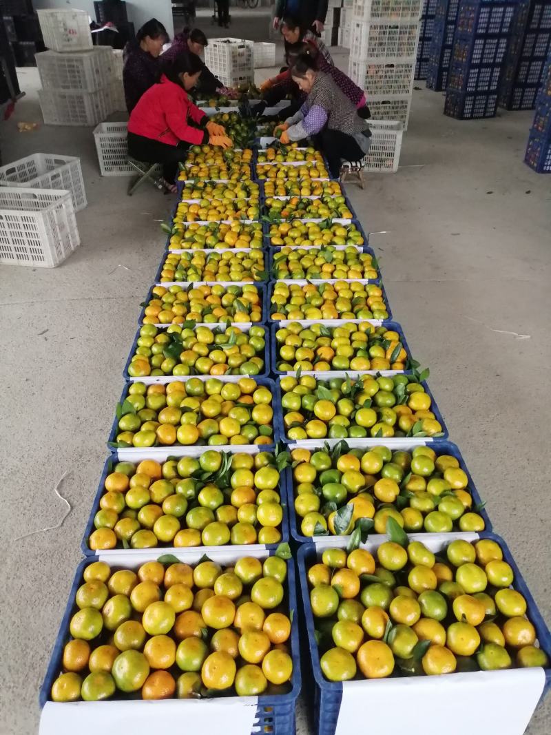 蜜桔，湖南柑桔，国庆一号蜜桔，湖南蜜桔普早国庆一号