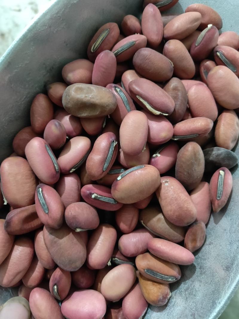 红刀豆货好量大货好质量优不满意保退换